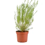 Diosma Ericoides Arbusto
