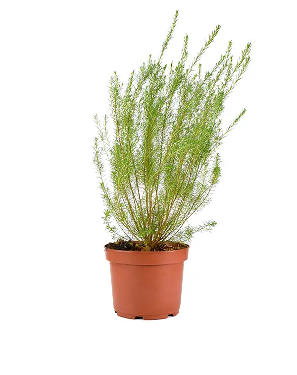 diosma-ericoides-arbusto-otono-invierno