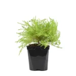 Diosma Hirsuta Sunset Gold