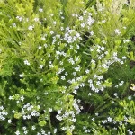 Diosma Hirsuta Sunset Gold floración