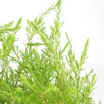 Diosma Hirsuta Sunset Gold