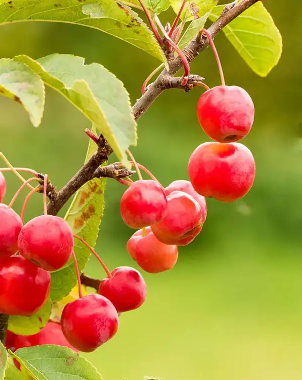 malus-red-sentinel-arbol-manzanas-rojas-detalle