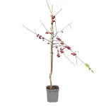 Malus Red Sentinel