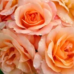 Rosal Aprikola® Kordes