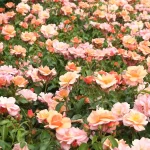 Rosal Aprikola® Kordes