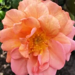 Rosal Aprikola® Kordes