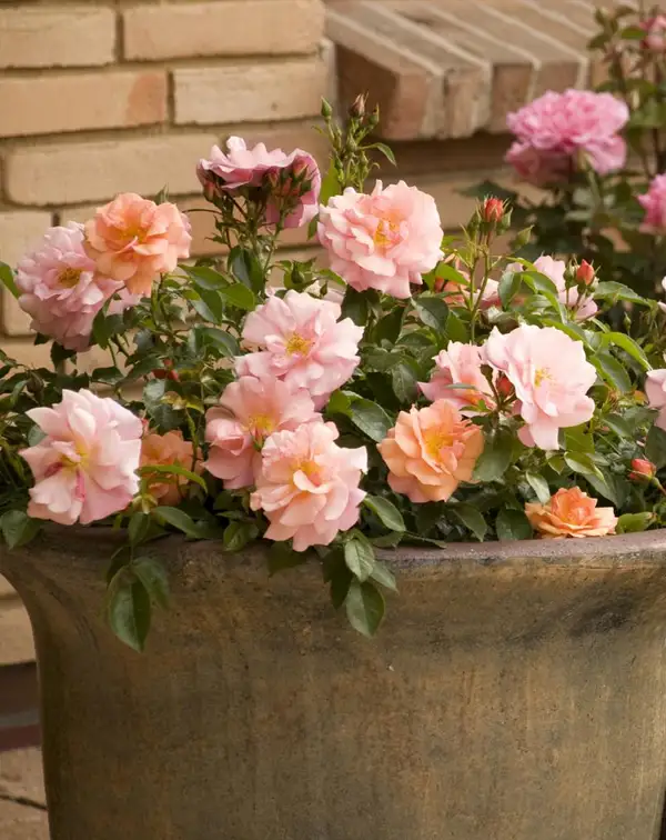 rosal-amarillo-albaricoque-aprikola-kordes-maceta