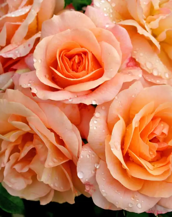 rosal-amarillo-albaricoque-aprikola-kordes