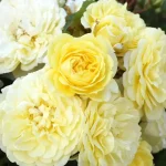 Rosal Solero® Kordes