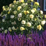 Rosal Solero® Kordes