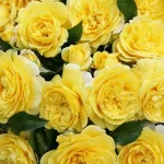 Rosal Solero® Kordes