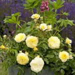 Rosal Solero® Kordes