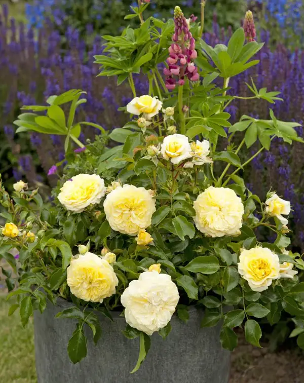 rosal-amarillo-solero-kordes-maceta