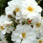 Rosal Diamant® Kordes
