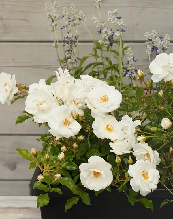 rosal-blanco-diamant-kordes-maceta