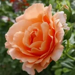 Rosal Trepador Polka® Meilland