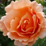 Rosal Trepador Polka® Meilland