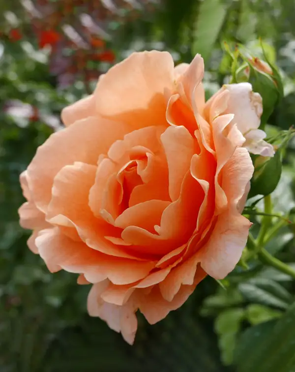 rosal-durazno-polka-meilland