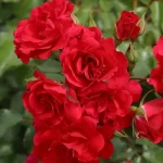 Rosal Rotilia® Kordes