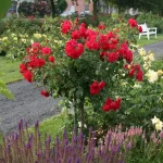 Rosal Rotilia® Kordes