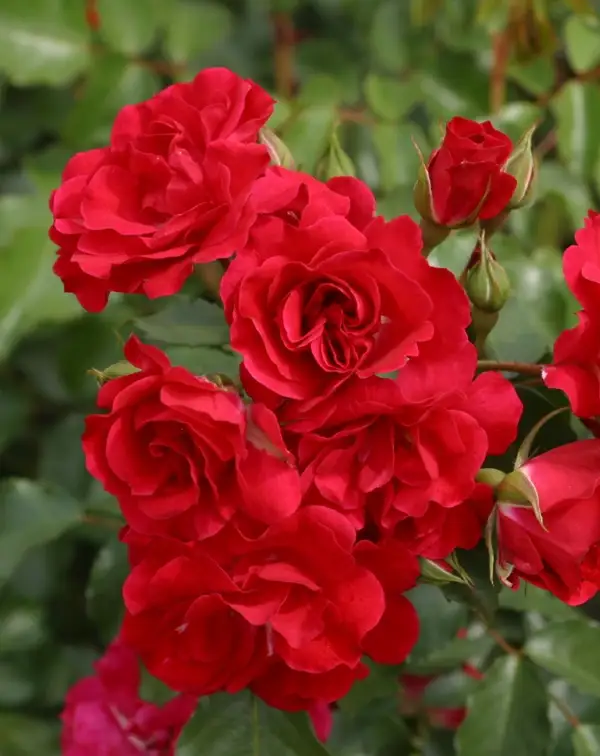 rosal-rojo-carmin-rotilia-kordes