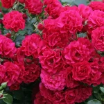 Rosal Toscana® Kordes