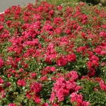 Rosal Toscana® Kordes
