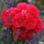 Rosal Toscana® Kordes