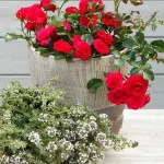 Rosal Toscana® Kordes