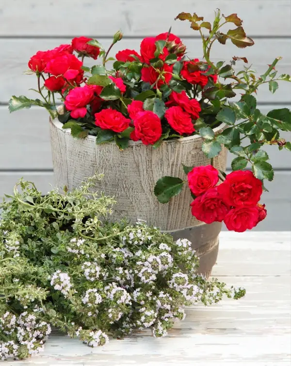 rosal-rojo-toscana-kordes-maceta