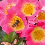 Rosal Topolina® Kordes