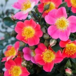 Rosal Topolina® Kordes