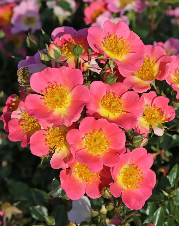 rosal-rosa-centro-amarillo-topolina-kordes