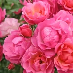 Rosal Maxi Vita® Kordes