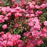 Rosal Maxi Vita® Kordes