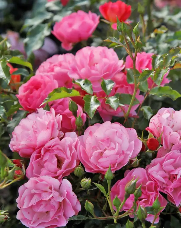 rosal-rosa-maxi-vita-kordes-hojas