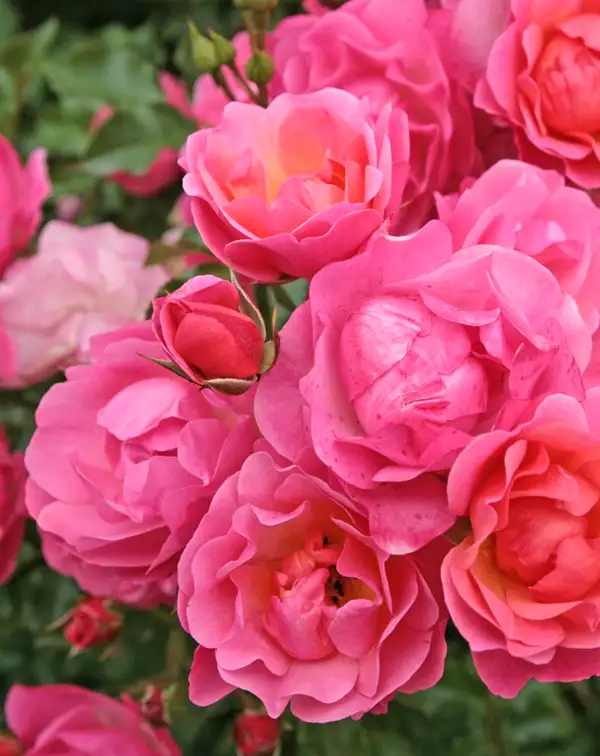 rosal-rosa-maxi-vita-kordes