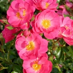 Rosal Sweet Vigorosa® Kordes