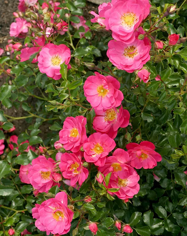 rosal-rosa-sweet-vigorosa-kordes-grupo