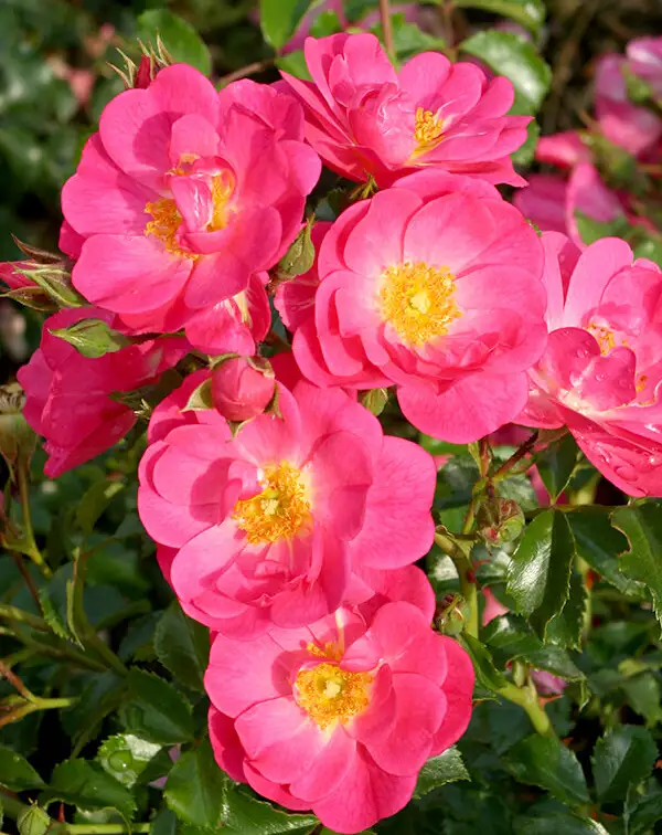 rosal-rosa-sweet-vigorosa-kordes