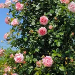 Rosal Trepador Sorbet® Meilland