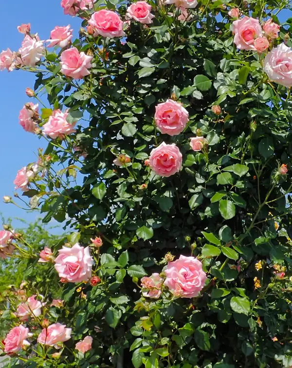 rosal-rosa-trepador-sorbet-meilland-exterior