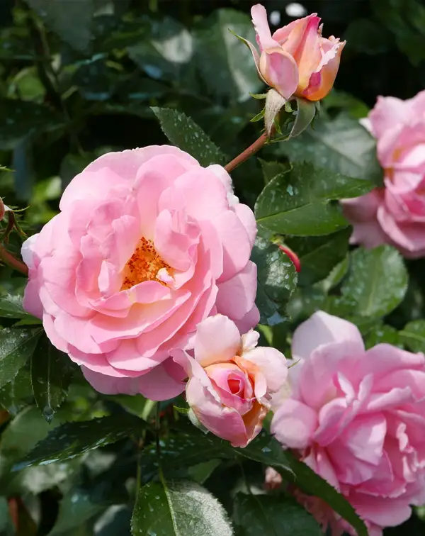 rosal-rosa-trepador-sorbet-meilland