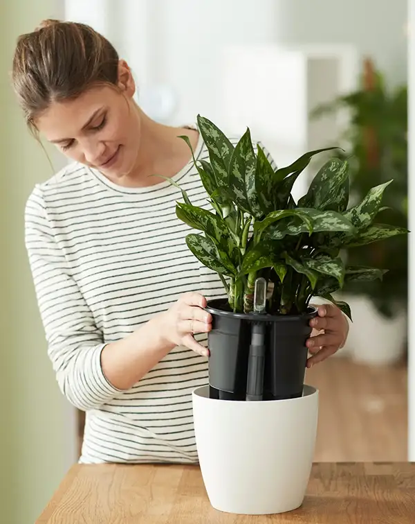 auto-riego-insert-elho-living-black-insertado-maceta