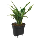 Autorriego Insert Elho Planta