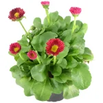 Bellis Perennis Planta de Exterior
