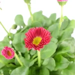 Bellis Perennis Planta de Exterior