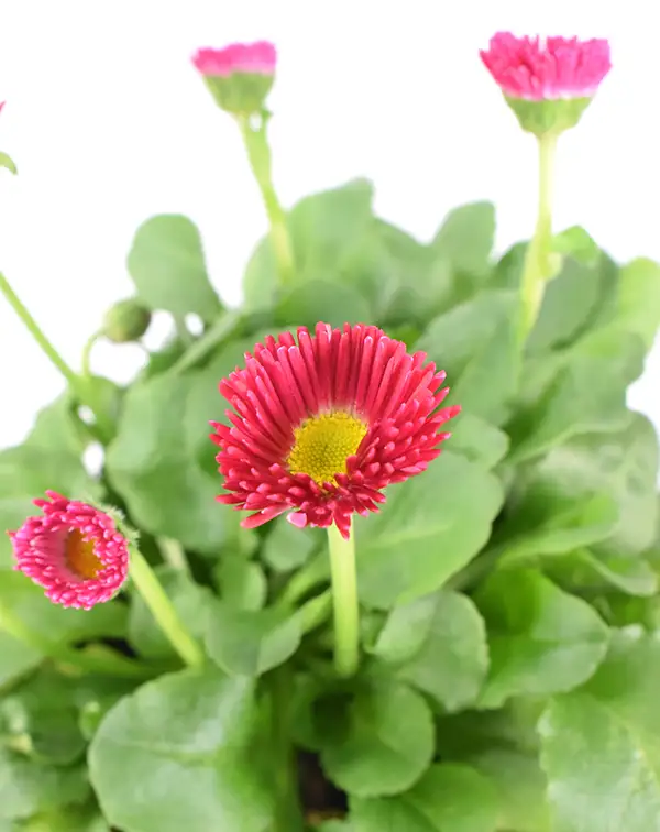 bellis-perennis-planta-de-exterior-detalle-flor