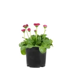 Bellis Perennis Planta de Exterior