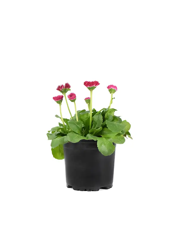 bellis-perennis-planta-de-exterior-flor-rosa